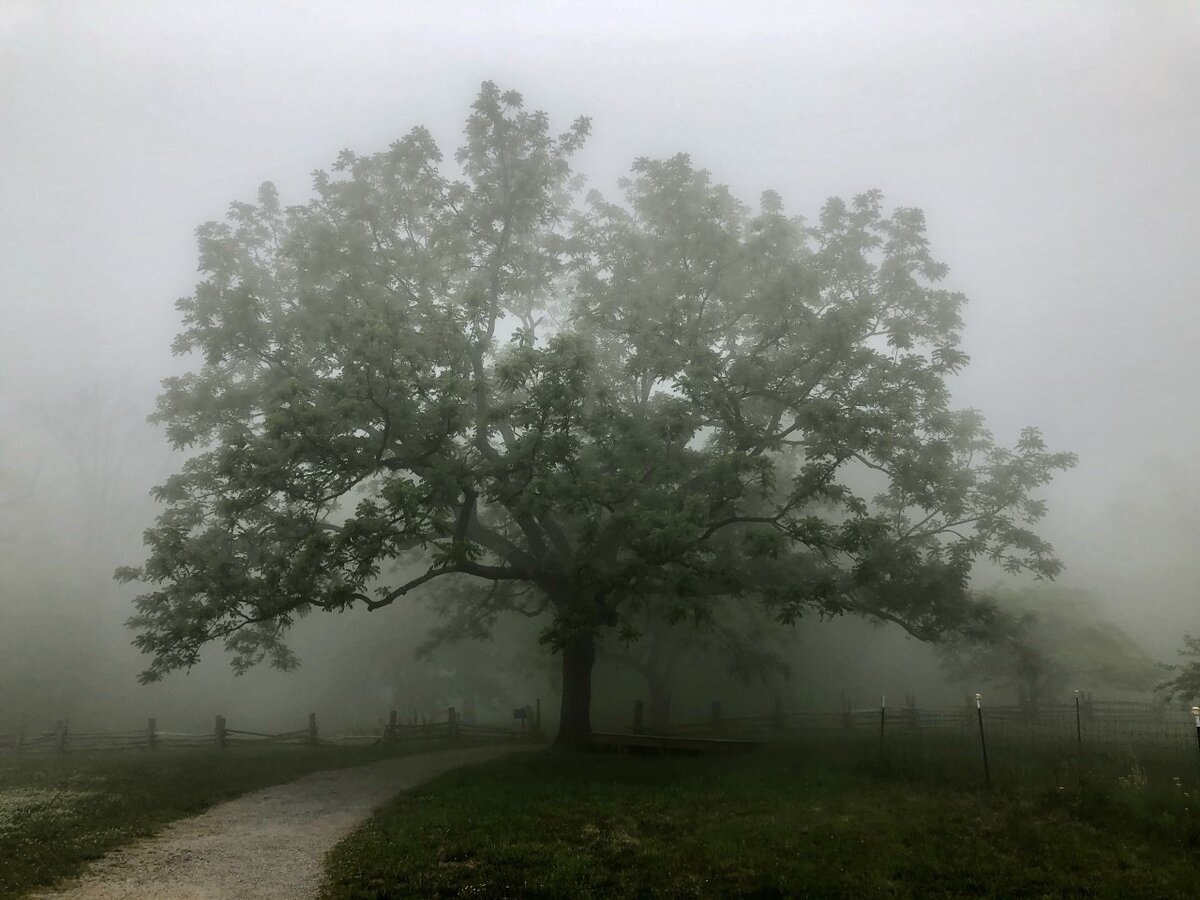 Black Walnut Tree in Fog.jpg