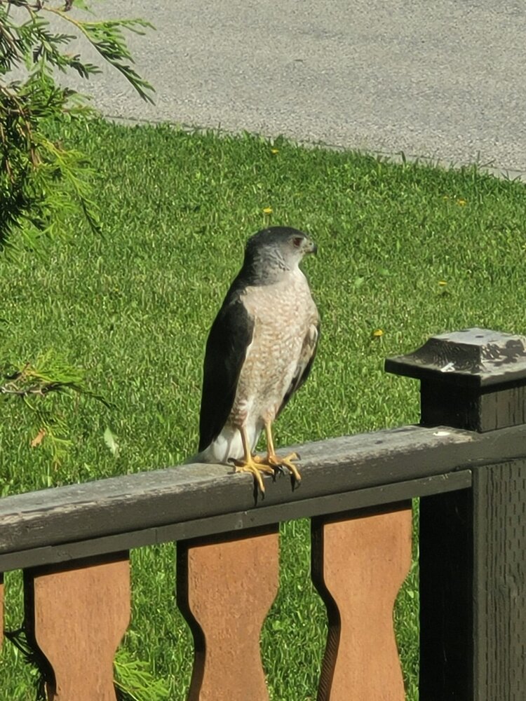 Coopers Hawk.jpg