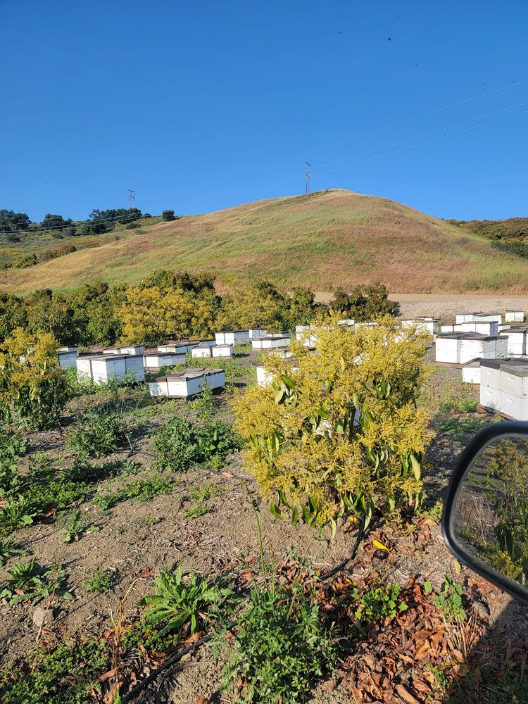 Pollination in avocado Farms.jpg