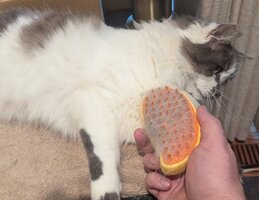 cat-hair-pick-brush-03.jpg